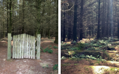 What purpose does this gate serve?